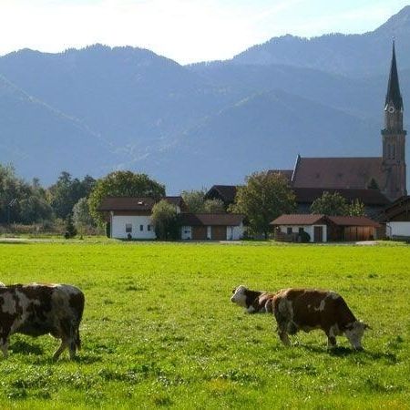 Cows on a green meadow