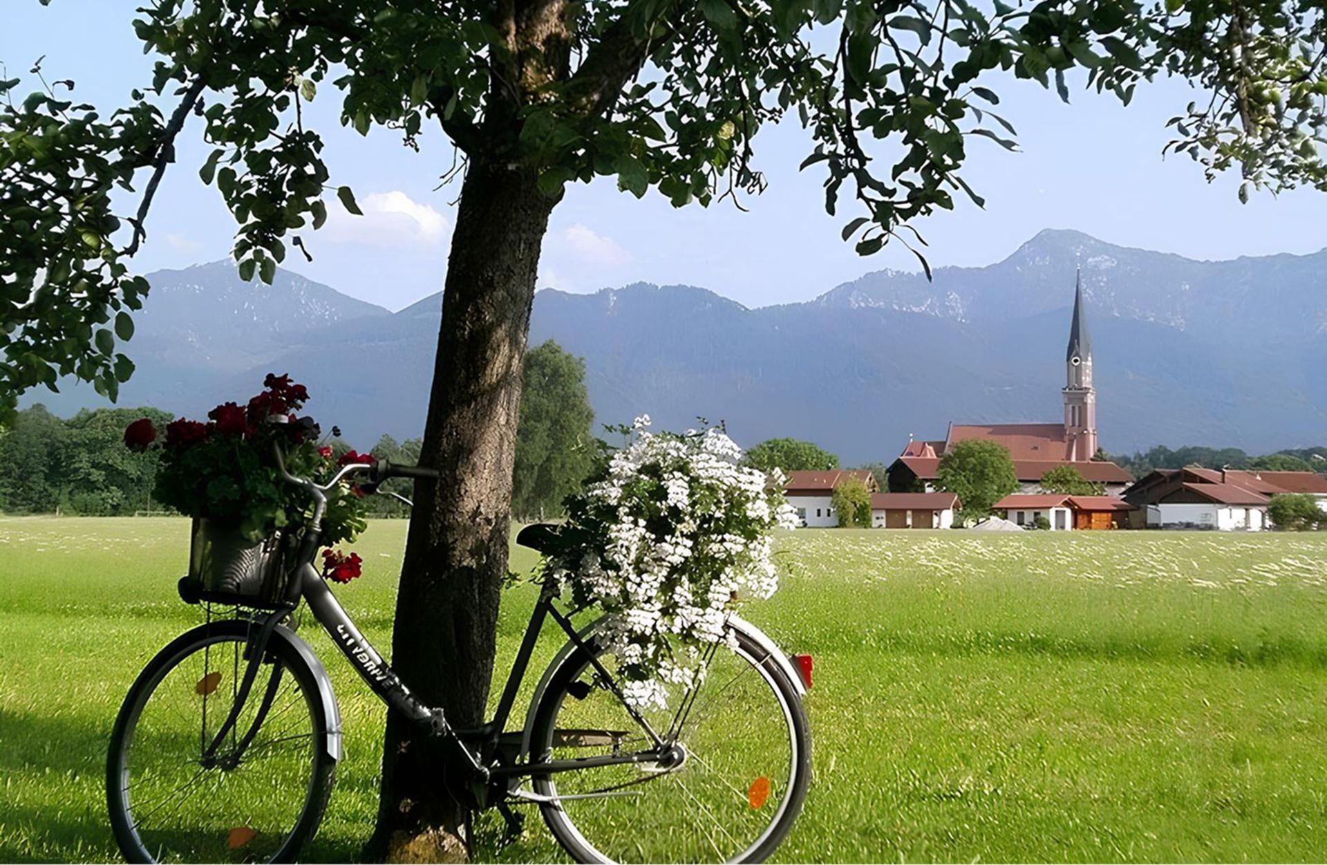 A bicycle with a basket of flowers is leaning against a tree.